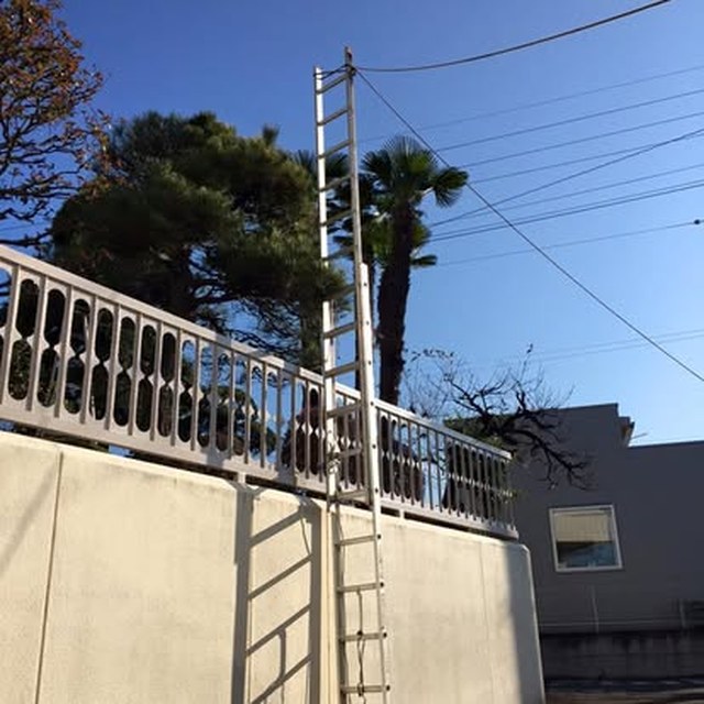 高所の庭木まわり